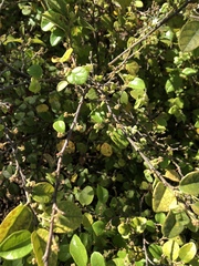 Helichrysum lanceolatum
