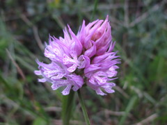 Neotinea tridentata tridentata