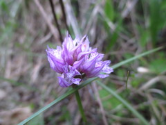 Neotinea tridentata tridentata