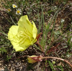 Oenothera triloba