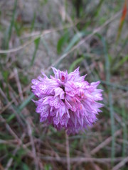 Neotinea tridentata tridentata