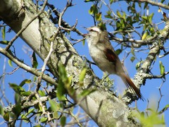 Cranioleuca pyrrhophia