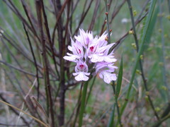 Neotinea tridentata tridentata