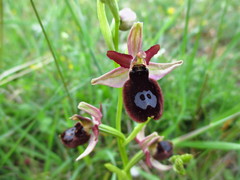 Ophrys bertolonii