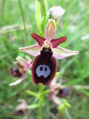 Ophrys bertolonii