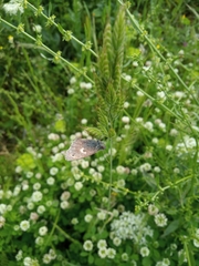 Coenonympha pamphilus