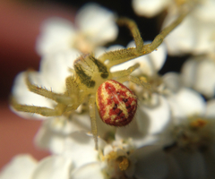 Misumenops