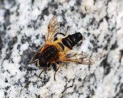 Helophilus eristaloidea