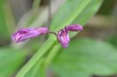 Rhinotropis californica