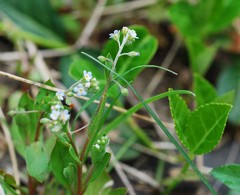 Trigonotis peduncularis