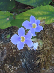 Thunbergia laurifolia image