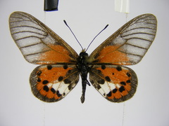 Acraea kalinzu