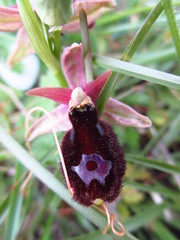 Ophrys bertolonii