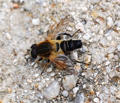 Helophilus eristaloidea