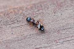 Dolichoderus sibiricus