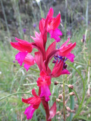 Anacamptis papilionacea papilionacea