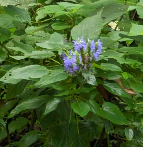 Image of Salvia polystachia by (c) Alan Prather, some rights reserved (CC BY)