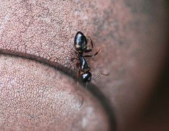 Camponotus quadrinotatus
