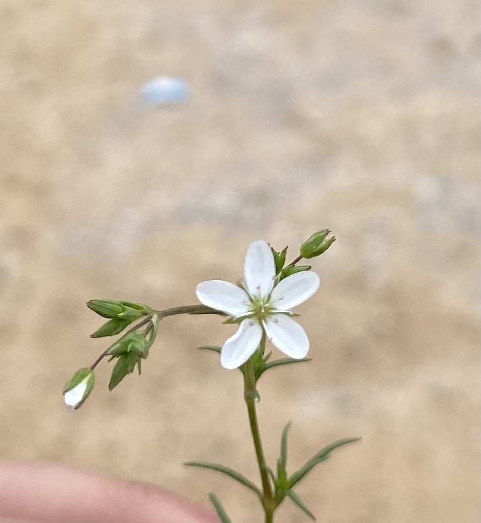 Sabulina thymifolia