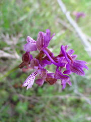 Anacamptis