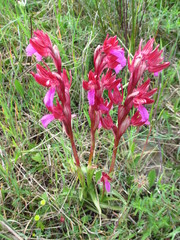 Anacamptis papilionacea papilionacea
