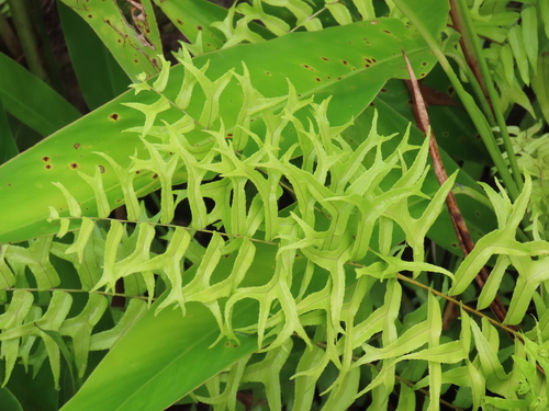 Nephrolepis falcata