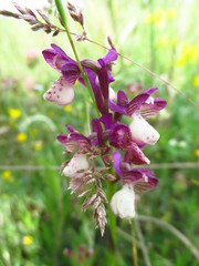 Anacamptis