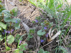 Glechoma hederacea
