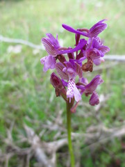Anacamptis