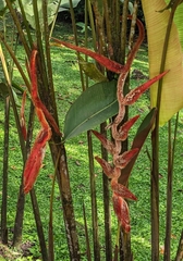 Heliconia vellerigera image