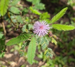 Mimosa pudica image