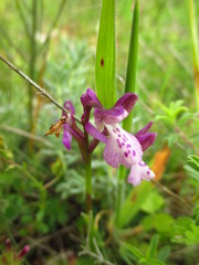 Anacamptis