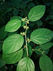 Itea rhamnoides