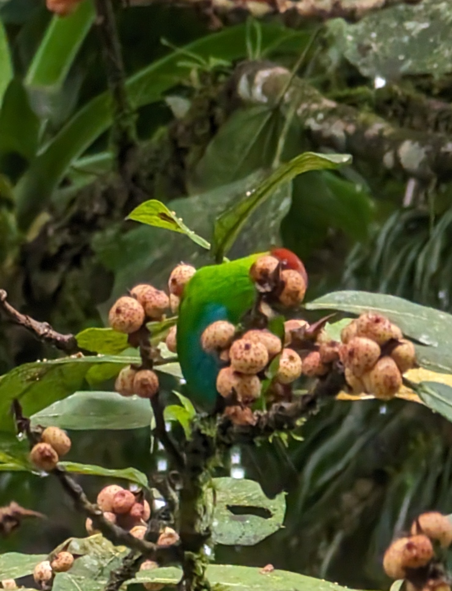 Rufous-winged Tanager illustration