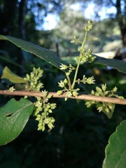 Itea rhamnoides