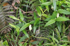 Disporum sessile