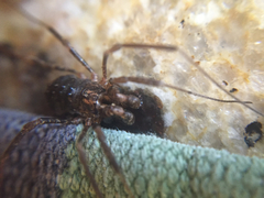 Protolophus singularis