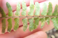 (c) Nanna Joubert, some rights reserved (CC BY-SA) Asplenium lunulatum, photograph (c) Nanna Joubert, some rights reserved (CC BY-SA)
