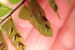 Asplenium lunulatum, photograph (c) Nanna Joubert, some rights reserved (CC BY-SA)
