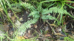 (c) Nanna Joubert, some rights reserved (CC BY-SA) Asplenium lunulatum, photograph (c) Nanna Joubert, some rights reserved (CC BY-SA)