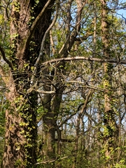 Torminalis glaberrima