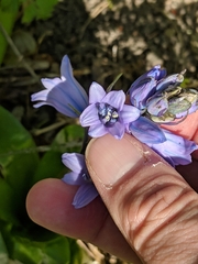 Hyacinthoides hispanica
