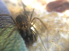 Protolophus singularis