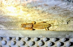 Neoscapteriscus vicinus