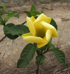 Tabernaemontana tomentosa