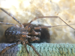 Protolophus singularis