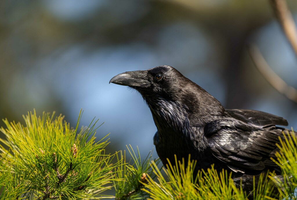 Grand Corbeau