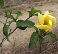 Tabernaemontana tomentosa