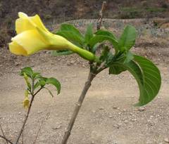 Tabernaemontana tomentosa