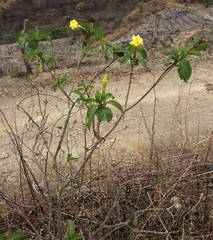 Tabernaemontana tomentosa